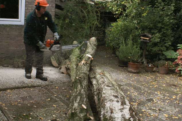 Krabbendijke bomen rooien